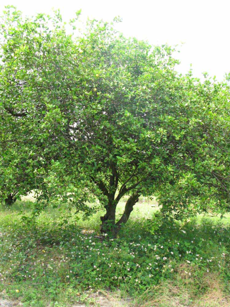            Habit (Key, Winter Haven, FL)   